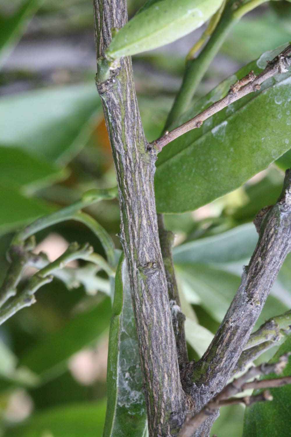              Second - third year twig (SRA 92, Riverside, CA)       